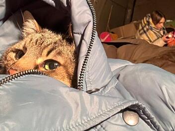 Berühmter Instagram-Kater Stepan meldet sich nach Flucht aus der Ukraine