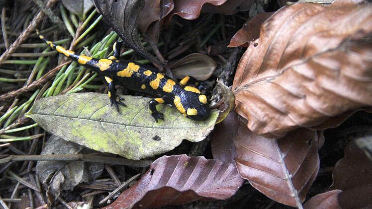 Foto: Josef Hofbauer