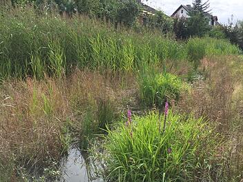 Blühflächen gibt es schon länger: Beispielsweise am Ufer des Bimbaches in Haundorf hat die Stadt blütenreiche Hochstaudensäume angelegt.  Foto: Monika Preinl