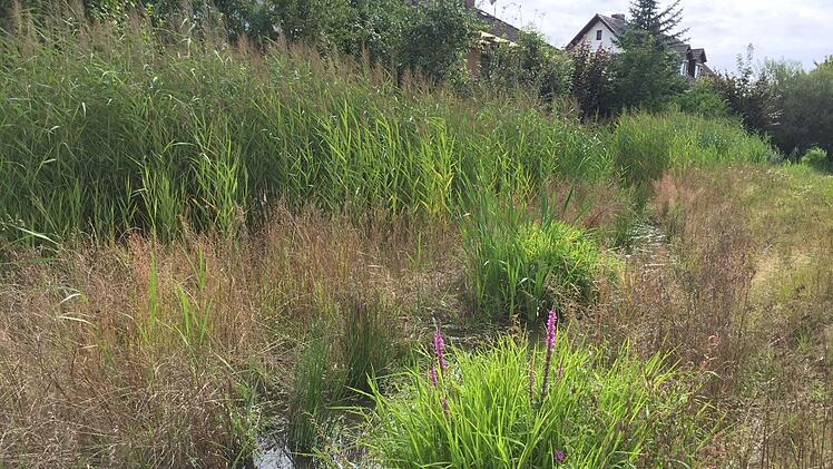 Blühflächen gibt es schon länger: Beispielsweise am Ufer des Bimbaches in Haundorf hat die Stadt blütenreiche Hochstaudensäume angelegt.  Foto: Monika Preinl