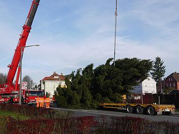 Erst 24, dann 18, als Christbaum  noch 15 Meter groß: der  Christbaum für den Neustadter Marktplatz stammt heuer aus der Coburger Straße.Berthold Köhler