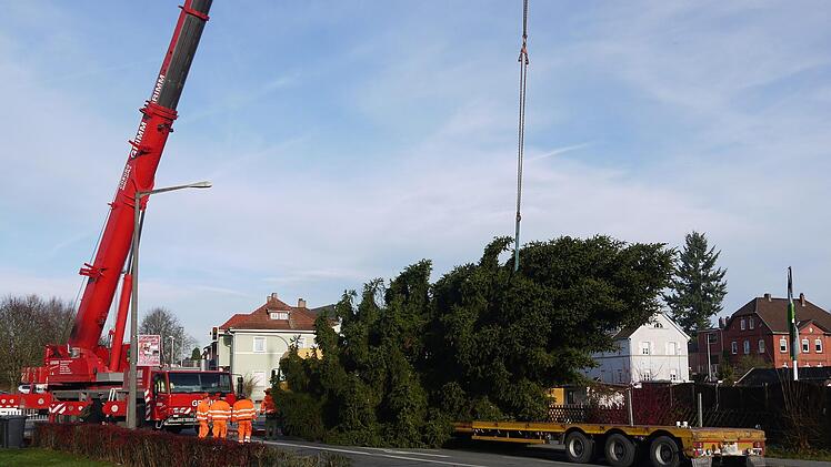 Erst 24, dann 18, als Christbaum  noch 15 Meter groß: der  Christbaum für den Neustadter Marktplatz stammt heuer aus der Coburger Straße.Berthold Köhler