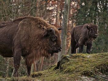 Hundshaupten: Größtes Landsäugetier Europas wieder im Wildpark zu sehen