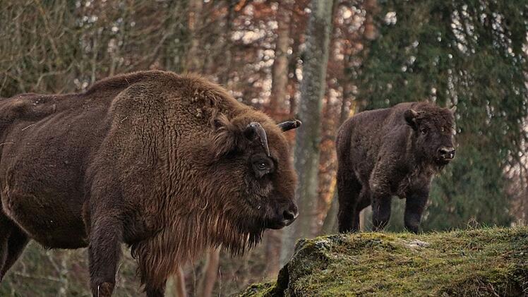 Hundshaupten: Größtes Landsäugetier Europas wieder im Wildpark zu sehen