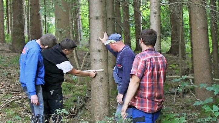 Die Oberehrenbacher geben sich viel Mühe, den richtigen Baum für die Kerwa zu finden. Fotos: Carmen Schwind