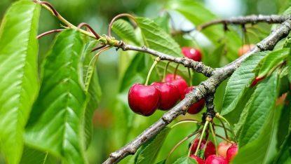 Ein Sommerschnitt bei Kirschenb&auml;umen wird am besten w&auml;hrend oder kurz nach der Kirschernte gemacht. Foto: Couleur/pixabay.com