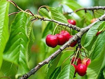 Ein Sommerschnitt bei Kirschenbäumen wird am besten während oder kurz nach der Kirschernte gemacht. Foto: Couleur/pixabay.com