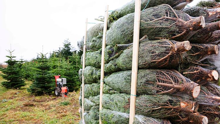 Verpackte Weihnachtsb&auml;ume