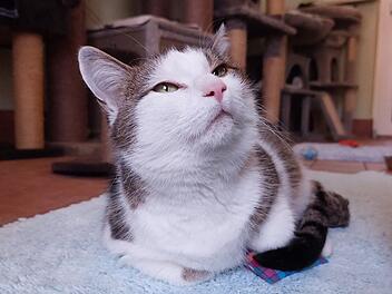 Tierheim Bamberg: Katze Bimini sucht Zuhause zum ausgiebigen Schmusen