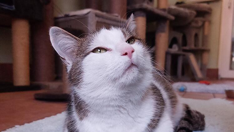 Tierheim Bamberg: Katze Bimini sucht Zuhause zum ausgiebigen Schmusen