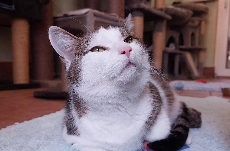 Tierheim Bamberg: Katze Bimini sucht Zuhause zum ausgiebigen Schmusen