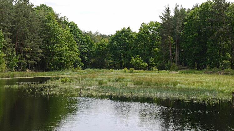 Charakteristisch für den Bürgerwald sind die verlandenden Moorweiher.Foto: Pauline Lindner