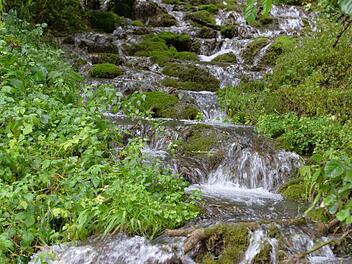 Selbst gemacht hat sich der Gönsbach sein "Bett" mit immer neuen bemoosten Kalktuff-Steinen, über die das Wasser rauscht. Foto: Ronald Rinklef