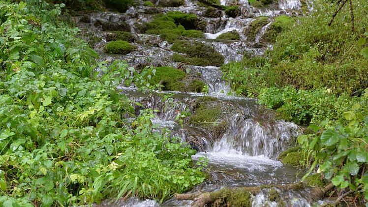 Selbst gemacht hat sich der Gönsbach sein "Bett" mit immer neuen bemoosten Kalktuff-Steinen, über die das Wasser rauscht. Foto: Ronald Rinklef