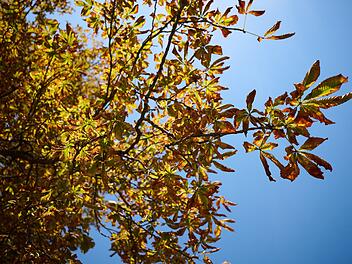 Herbst