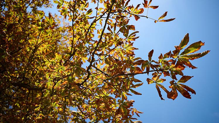 Herbst