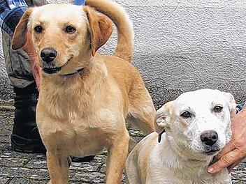 Im Kitzinger Tierheim abgegeben