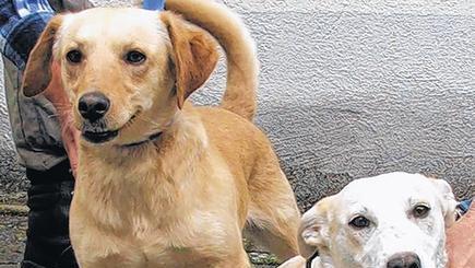 Im Kitzinger Tierheim abgegeben