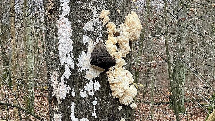 Überraschender Fund: Seltene Pilze in fränkischem Stadtwald entdeckt - "galten eigentlich als verschollen"