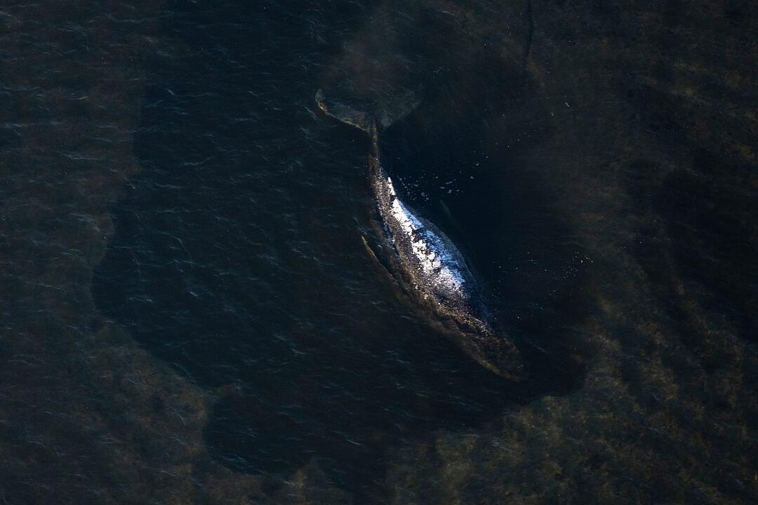 Weitere Entwicklung zum Buckelwal in der Ostsee