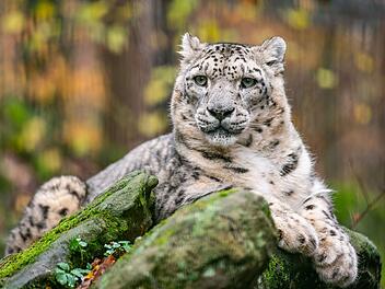 Tiergarten Nürnberg: Schneeleopard Indra verstorben - "sehr hohes Alter erreicht"