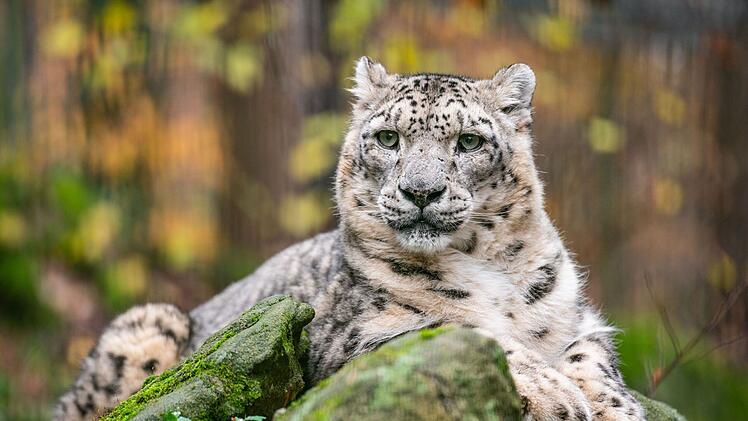 Tiergarten Nürnberg: Schneeleopard Indra verstorben - "sehr hohes Alter erreicht"