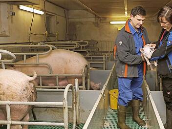 Thomas Link und seine Frau, die stellvertretende Kreisbäuerin Marion Link leben von der Ferkelproduktion. Foto: Matthias Hoch