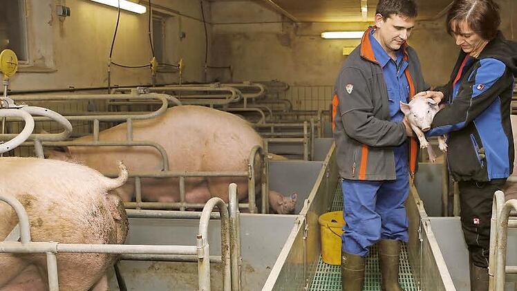 Thomas Link und seine Frau, die stellvertretende Kreisbäuerin Marion Link leben von der Ferkelproduktion. Foto: Matthias Hoch