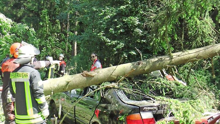 Baumstämme mussten auf Seite geräumt werden.