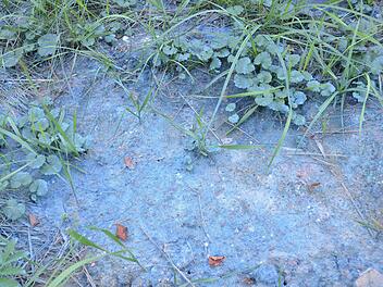 Wo einst die Blaufabrik betrieben wurde, ist bis heute stellenweise das Erdreich blau. Schuld sind giftige Cyanidverbindungen. Sie sollen jetzt mit Millionenaufwand beseitigt werden. Fotos: Rainer Lutz