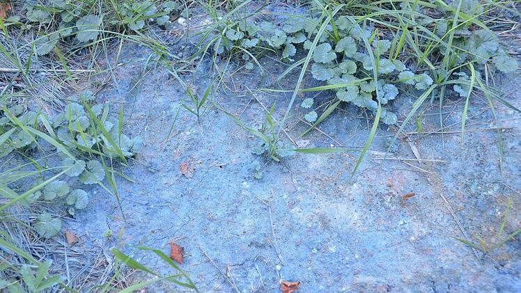 Wo einst die Blaufabrik betrieben wurde, ist bis heute stellenweise das Erdreich blau. Schuld sind giftige Cyanidverbindungen. Sie sollen jetzt mit Millionenaufwand beseitigt werden. Fotos: Rainer Lutz