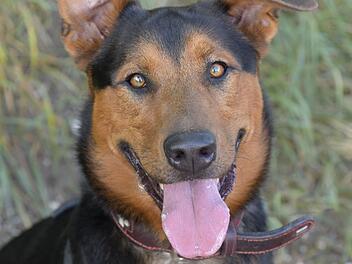 Tierheim Bamberg: Energiegeladener Hund Thor sucht aktives Zuhause