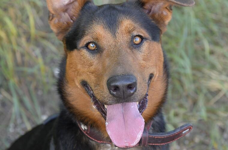 Tierheim Bamberg: Energiegeladener Hund Thor sucht ganz bestimmte Menschen