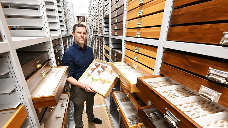 Heuschrecken im Naturkundemuseum Karlsruhe