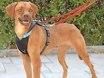 Die freundliche Pointermix-H&uuml;ndin Bella Foto: Tierheim Kronach