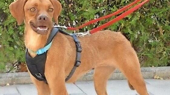 Die freundliche Pointermix-H&uuml;ndin Bella Foto: Tierheim Kronach