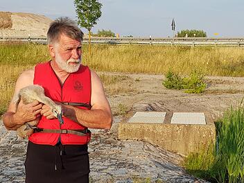 Uli Baudler paddelte mit seinem Kajak hinaus und konnte so den kleinen, verängstigen Schwan ans Ufer "treiben", wo er von Tierarzt Joachim Lessing gleich in die Obhut genommen wurde. Wolfgang Desombre