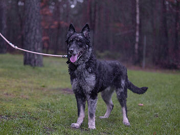 Tierheim Nürnberg: Von überfordertem Besitzer abgegeben - nicht jeder kann Hund Carbon gerecht werden