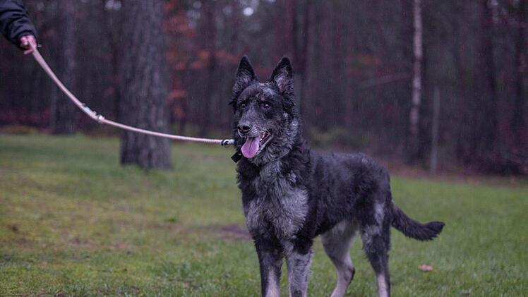 Tierheim Nürnberg: Von überfordertem Besitzer abgegeben - nicht jeder kann Hund Carbon gerecht werden