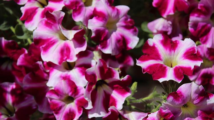 Blick in den Garten von Rainer und Rosi Gilke. Foto: Jürgen Gärtner
