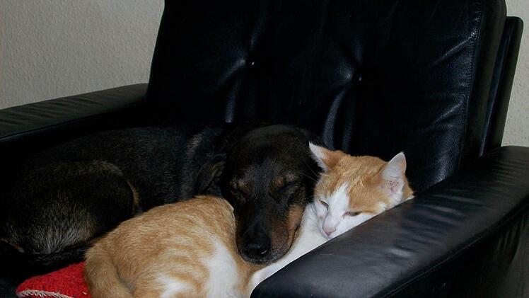 Wenn das keine Liebe ist, was dann? Foto: Matthias Schaper