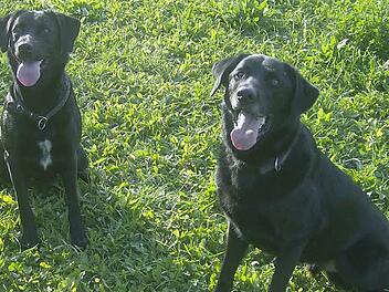 Vor allem der Zweit- und der Dritthund werden in Igensdorf teurer. Symbolfoto Petra Malbrich