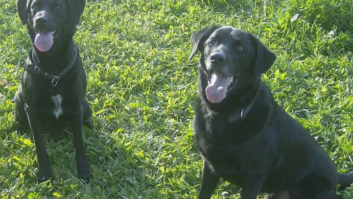 Vor allem der Zweit- und der Dritthund werden in Igensdorf teurer. Symbolfoto Petra Malbrich