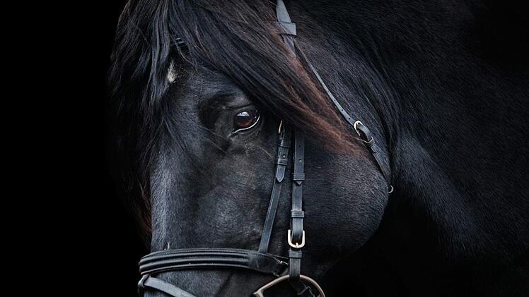 Ein Reitstall in Hessen wurde schon wieder Opfer eines Tierquäler-Angriffs: Ein Pferd wurde Opfer einer brutalen Attacke. Es war nicht der erste Angriff auf das Tier. Steckt womöglich derselbe Täter dahinter? Symbolfoto: Bhakti2/Pixabay