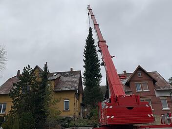 Der Baum, der bald Karriere in Belgien machen wird, stand die vergangenen Jahrzehnte hinter einem Wohnhaus in der Seidmannsdorfer Straße.