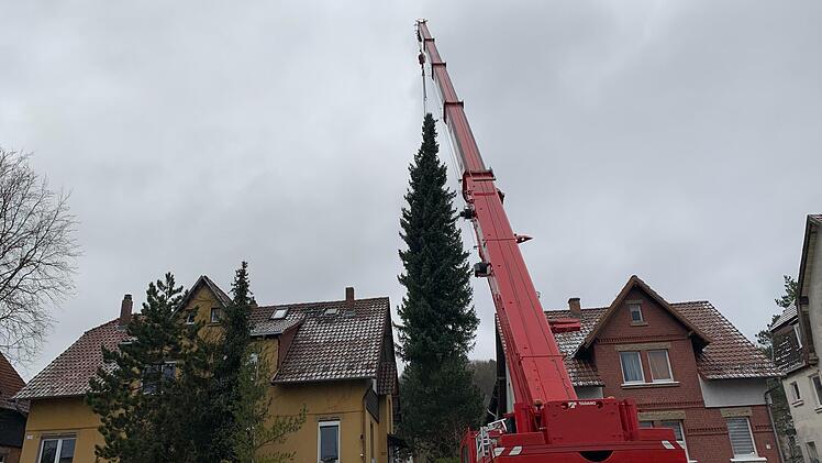 Der Baum, der bald Karriere in Belgien machen wird, stand die vergangenen Jahrzehnte hinter einem Wohnhaus in der Seidmannsdorfer Straße.