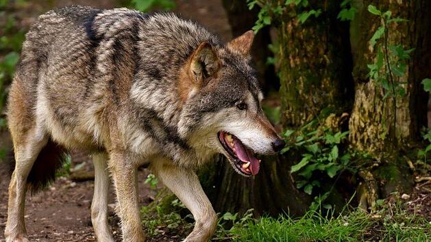 Bereits Anfang Juni wurde in Sachsen ein brutal ermordeter Wolf aufgefunden. Die Untersuchungen der Beh&ouml;rden liefen bisher. Nun gibt es Gewissheit.  Symbolbild: pixabay.com / alexas_fotos