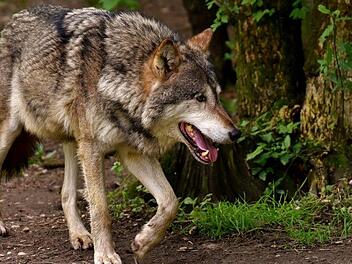 Bereits Anfang Juni wurde in Sachsen ein brutal ermordeter Wolf aufgefunden. Die Untersuchungen der Behörden liefen bisher. Nun gibt es Gewissheit.  Symbolbild: pixabay.com / alexas_fotos