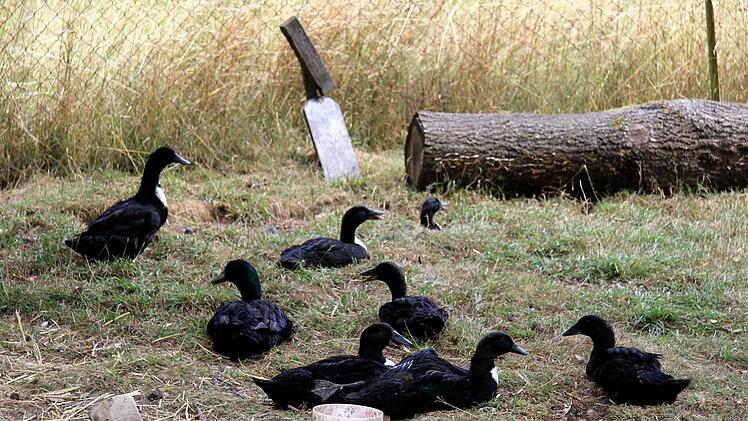 Die Pommernente gilt heute als älteste Entenrasse Deutschland.