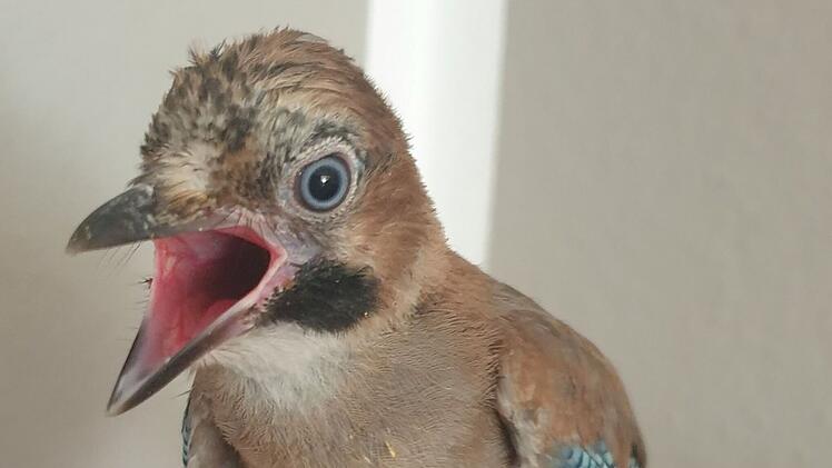 Bad Kissingen: Initiative richtet Appell an Finder von Wildtieren - "kommen in katastrophalen Zuständen an"